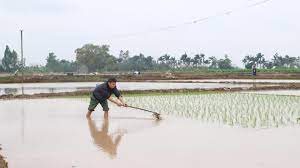 Bình Giang khắc phục khó khăn, cung cấp nước tưới dưỡng cho lúa Đông Xuân 